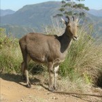 Niligiri tahr